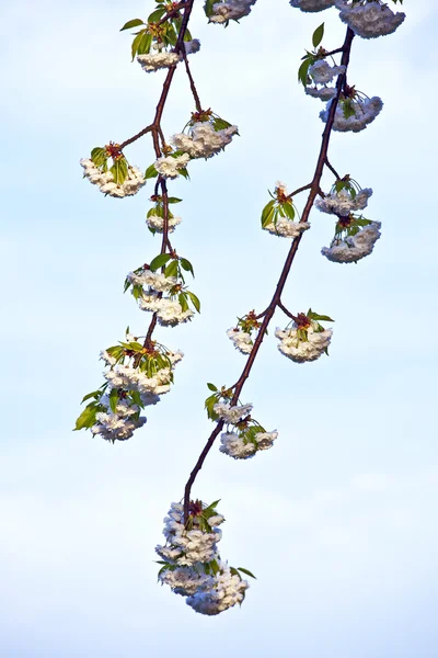 yakın çekim bloom Bahar Dalı