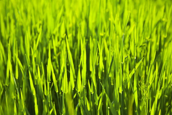 หญ้าสีเขียวสด — ภาพถ่ายสต็อก