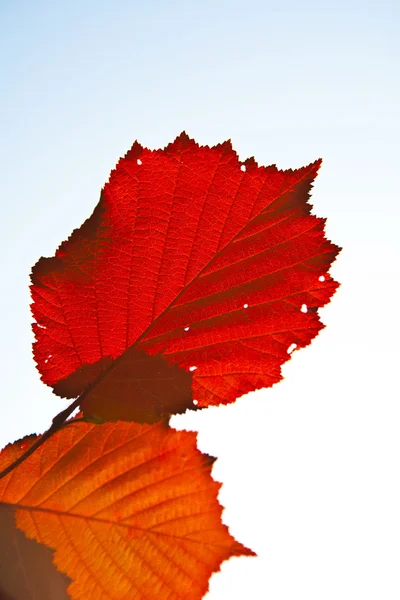Červené listy v nádherné ranním světle — Stock fotografie