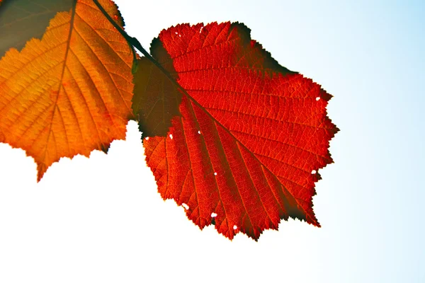 Röda bladen i underbar morgonljus — Stockfoto