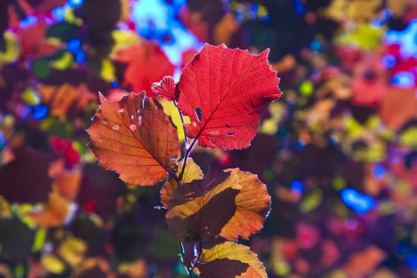 Red leaves in wonderful morning light — Stock Photo, Image