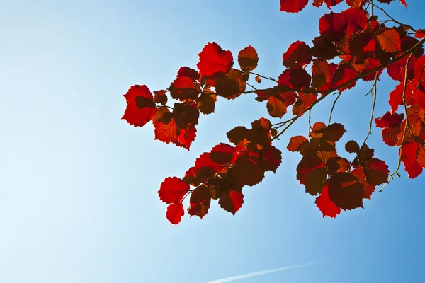 Rode bladeren in prachtige ochtend licht — Stockfoto