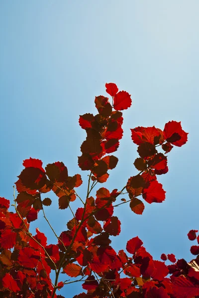 Harika sabah ışığında kırmızı yaprakları — Stok fotoğraf