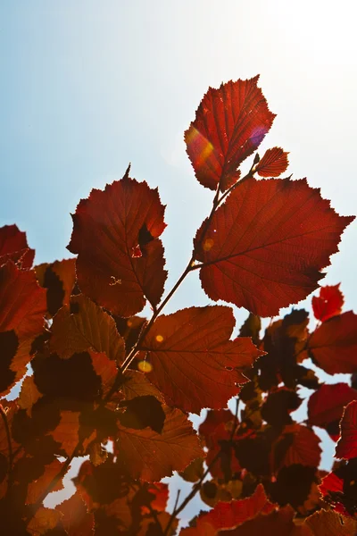 Rote Blätter in wunderbarem Morgenlicht — Stockfoto