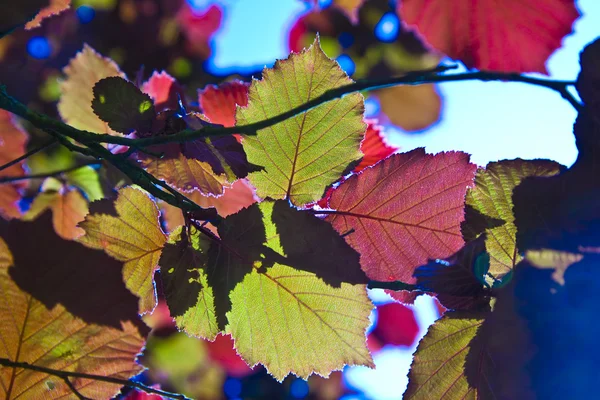 Rote Blätter in wunderbarem Morgenlicht — Stockfoto