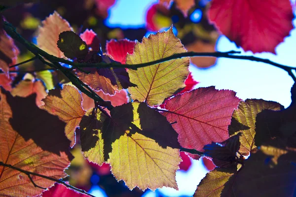 Harika sabah ışığında kırmızı yaprakları — Stok fotoğraf
