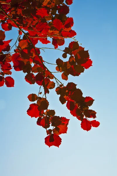 Foglie rosse in splendida luce del mattino — Foto Stock