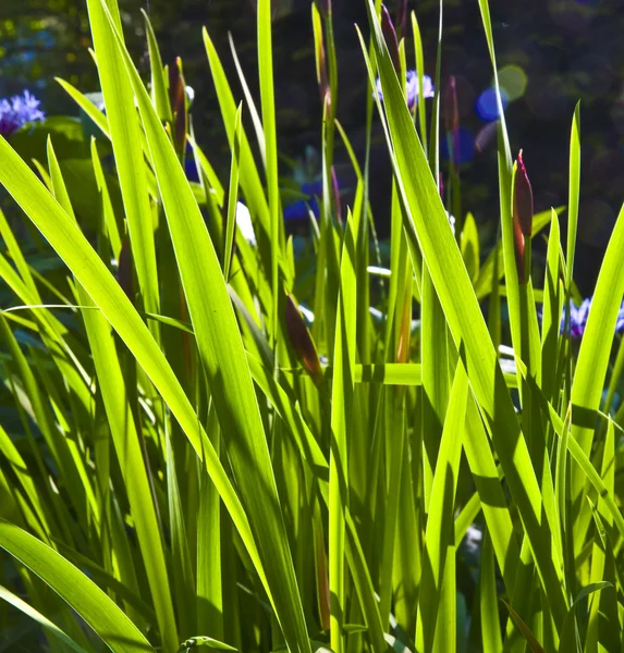 Lily sabah ışığında, küçük yeşil yaprakları — Stok fotoğraf