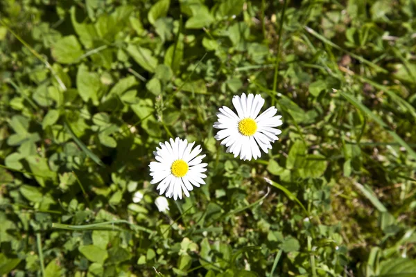 stock image Beautiful marguerites