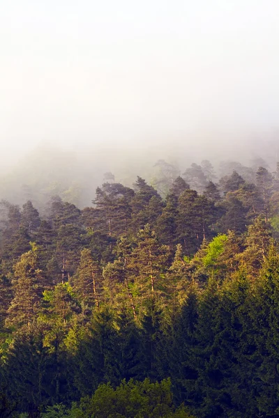 Ochtend mist in forest met sunbeam — Stockfoto