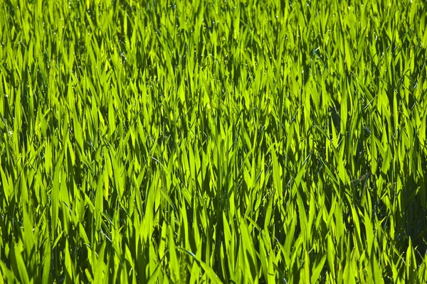 Feld mit Mais — Stockfoto
