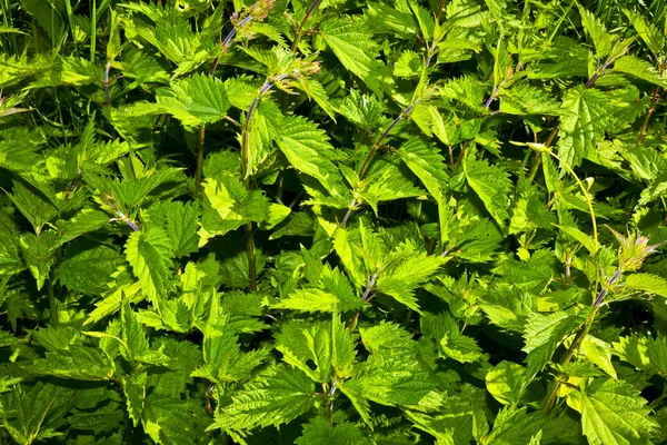 Nettles in meadow — Stock Photo, Image