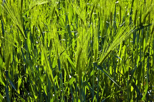 Зеленый колосок кукурузы — стоковое фото