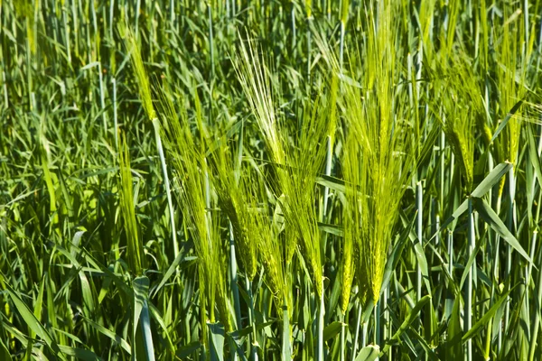 Espiga verde de maíz — Foto de Stock