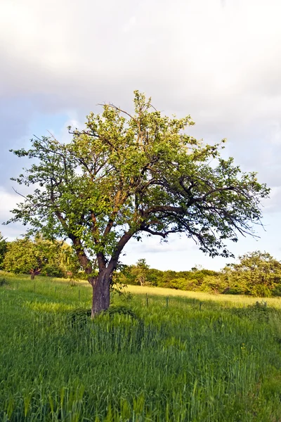 Naplemente és a zöld fű fa — Stock Fotó