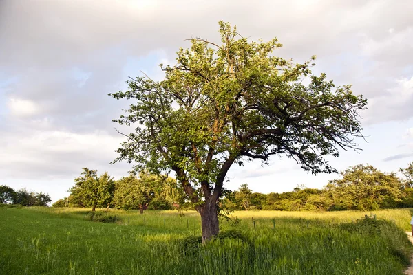 Дерево на закате и зеленая трава — стоковое фото