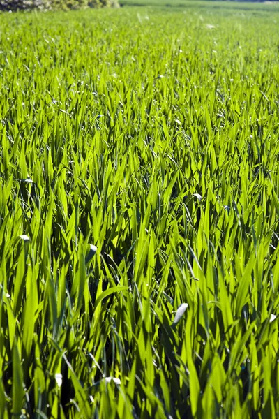 Fält med majs — Stockfoto