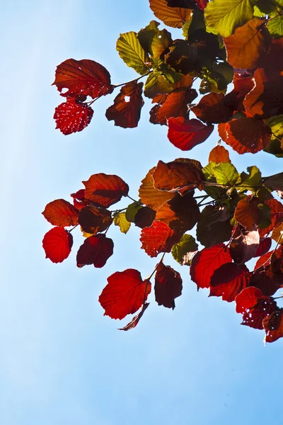 Mooie bladeren van een berk — Stok fotoğraf