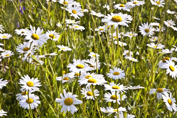 Beautiful daisies in morning light — Stock Photo, Image