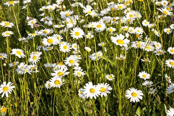 Vackra prästkragar i morgonljuset — Stockfoto