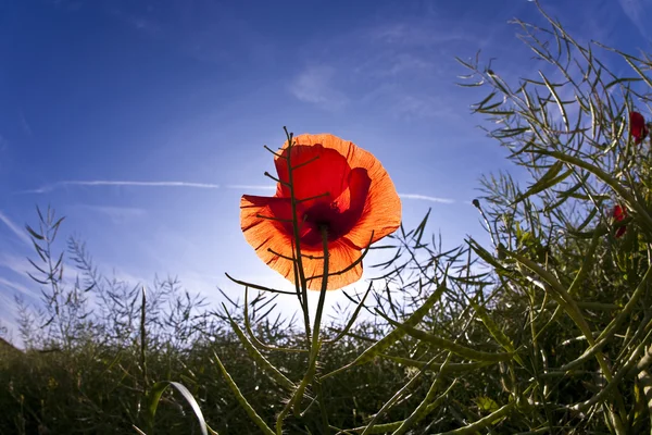 在清晨的阳光草甸的罂粟花朵 — 图库照片