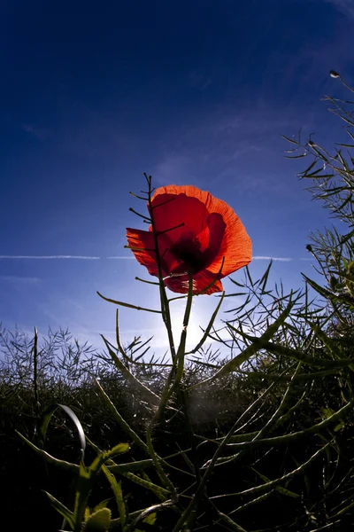 Poppy flower in meadow in morning light — Stock Photo, Image