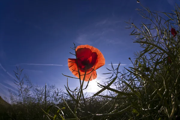 Flor de amapola en el prado en la luz de la mañana —  Fotos de Stock