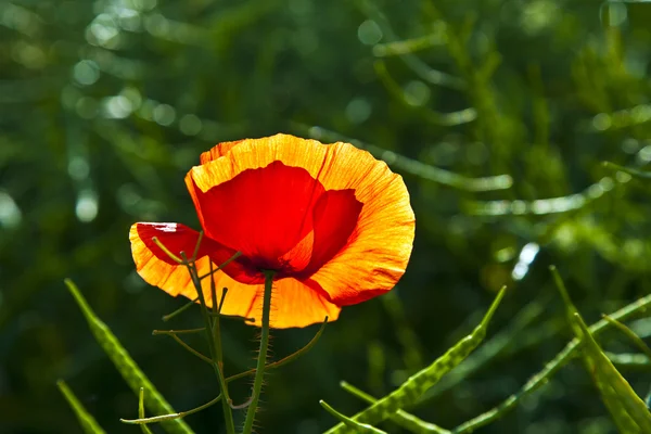 Poppy bloem in de weide in ochtend licht — Stockfoto