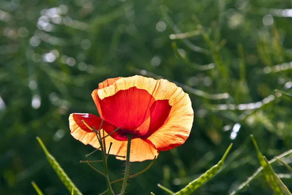 Квітка макарони на лузі в ранковому світлі — стокове фото