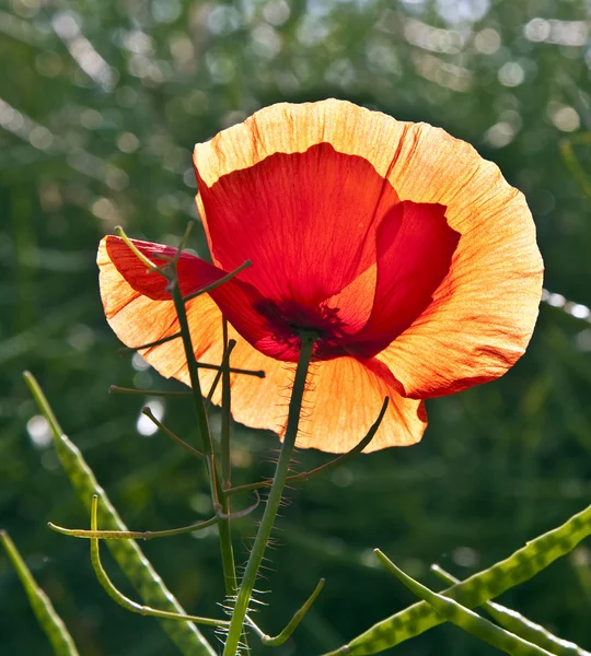 Vallmo blomma i äng i morgonljuset — Stockfoto