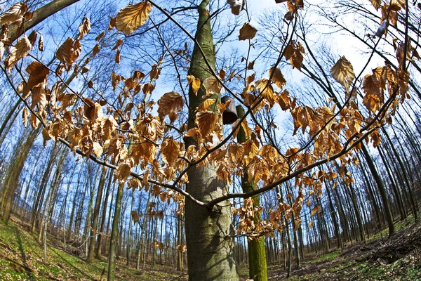 Άνοιξη δέντρο κορώνες με παλιά φύλλα — Φωτογραφία Αρχείου