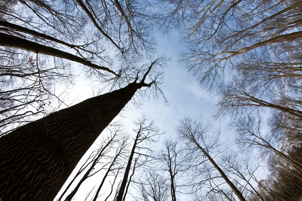 stock image Spring tree crowns on deep blue sky