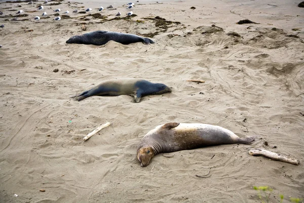 Anjing laut jantan di pantai. — Stok Foto