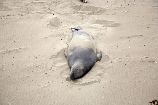 在海滩的男性海狮 — 图库照片