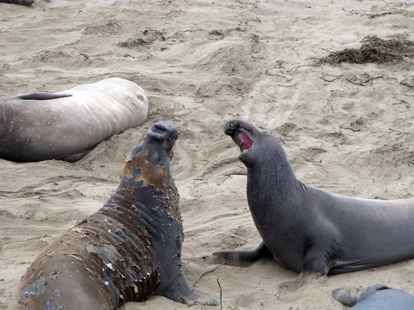 Sahilde erkek sealion — Stok fotoğraf