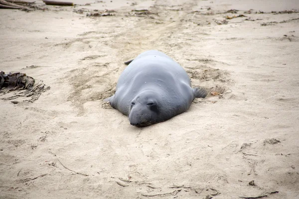 Férfi sealion a strandon — Stock Fotó