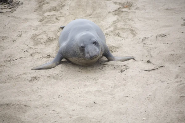 Αρσενικό sealion στην παραλία — Φωτογραφία Αρχείου