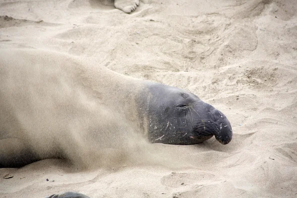 Αρσενικό sealion στην παραλία — Φωτογραφία Αρχείου