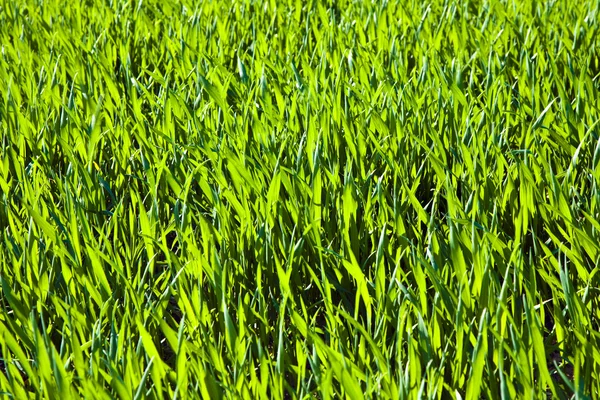 Акра с зелеными цветами рядами — стоковое фото