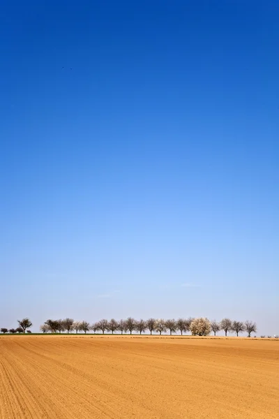 Свежевспаханный акр с рядами деревьев — стоковое фото