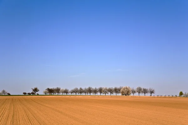 Vers omgeploegde hectare met rij van bomen — Stockfoto