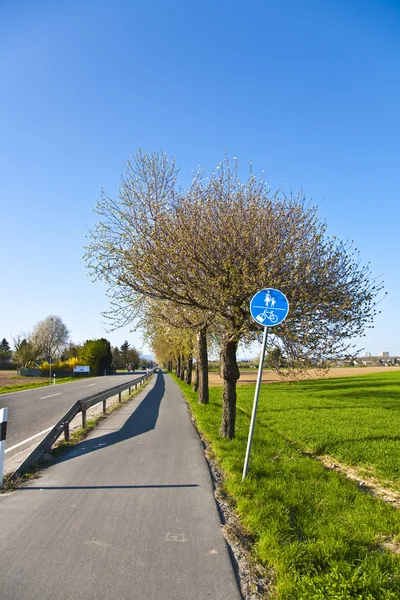 Albero fiorente in una strada con corsia — Foto Stock