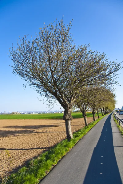 Blossoming pohon di jalan dengan jalur — Stok Foto