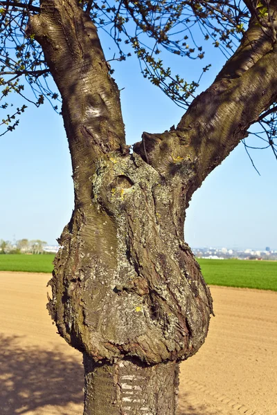 Λεπτομέρεια του δέντρου με το πεδίο στο παρασκήνιο και στον ορίζοντα — Φωτογραφία Αρχείου