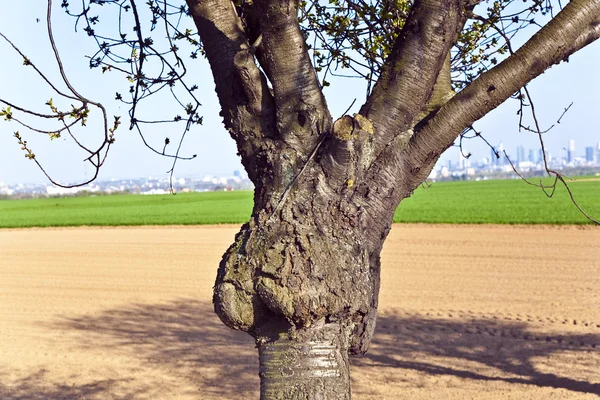 Λεπτομέρεια του δέντρου με το πεδίο στο παρασκήνιο και στον ορίζοντα — Φωτογραφία Αρχείου