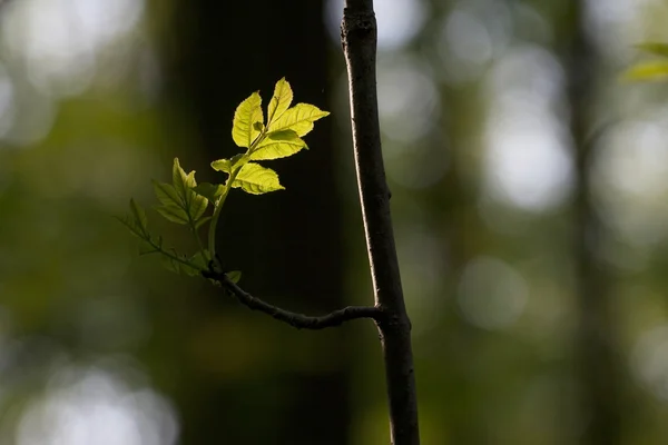 绿叶与太阳在森林中详细的聚光灯 — 图库照片