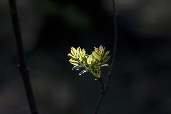 Frunză verde cu lumina reflectoarelor de soare în pădure în detaliu — Fotografie, imagine de stoc