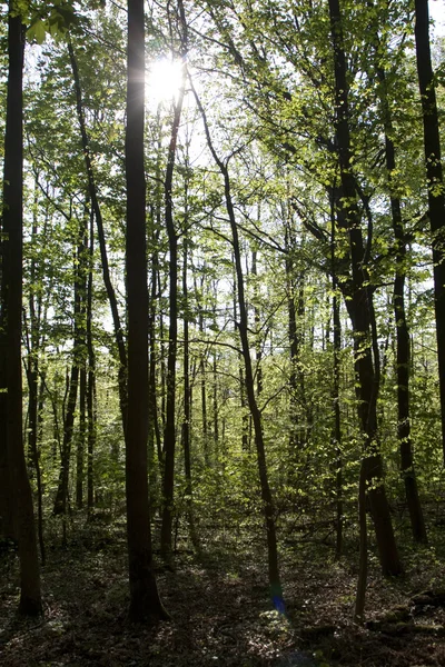 Wald im Sonnenlicht — Stockfoto
