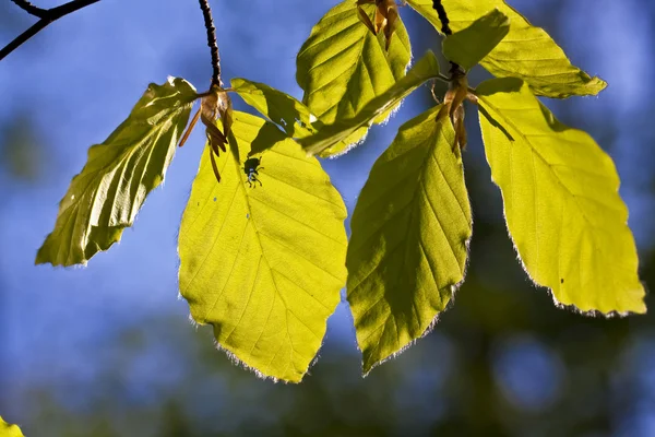 Листя весняного кольору в лісі — стокове фото