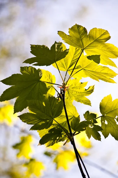 Φύλλα ενός δέντρου στο φως το πρωί — Φωτογραφία Αρχείου